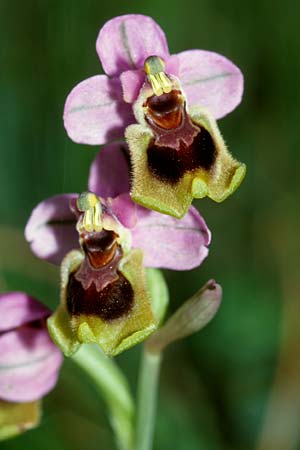 Ophrys tenthredinifera subsp. tenthredinifera \ Frühblühende Wespen-Ragwurz / Sawfly Orchid, E  Alhaurin El Grande 25.3.2002 