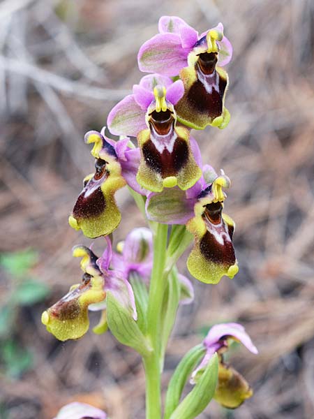 Ophrys tenthredinifera \ Frühblühende Wespen-Ragwurz / Sawfly Orchid, E  Mijas 30.3.2018 (Photo: Christian Schlomann)