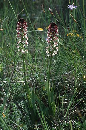 Neotinea ustulata \ Brand-Knabenkraut, E  Katalonien 28.5.1990 