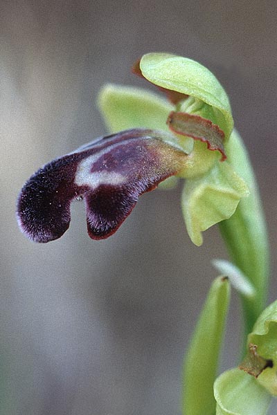 Ophrys vasconica \ Gascogne-Ragwurz / Gascogne Orchid, E  Navarra, Pamplona 7.5.2000 