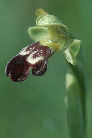 [click] Ophrys vasconica, E   Navarra, Pamplona 2.5.2004 