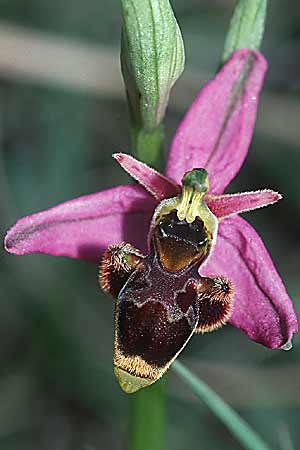 Ophrys corbariensis \ Corbières-Ragwurz (?), E  Navarra, Pamplona 26.5.2002 