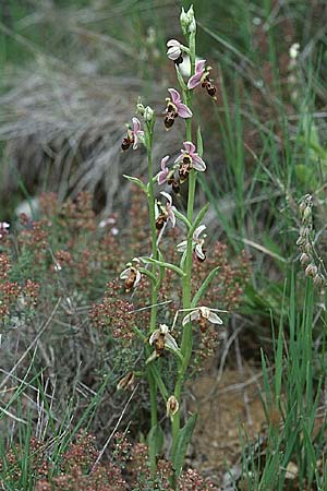 Ophrys corbariensis \ Corbières-Ragwurz / Corbières Bee Orchid (?), E  Navarra, Pamplona 26.5.2002 