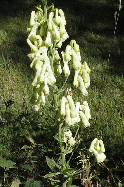 Aconitum lycoctonum subsp. neapolitanum \ Hahnenfublttriger Eisenhut, F Pyrenäen, Eyne 9.8.2006