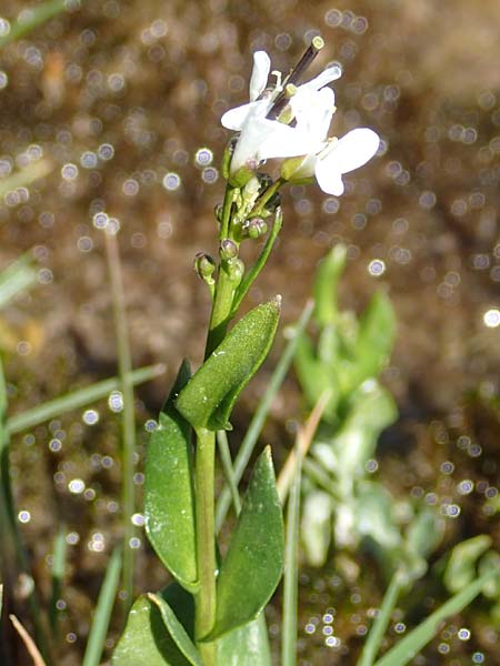 Arabis subcoriacea \ Glanz-Gnsekresse, F Col de la Cayolle 9.7.2016