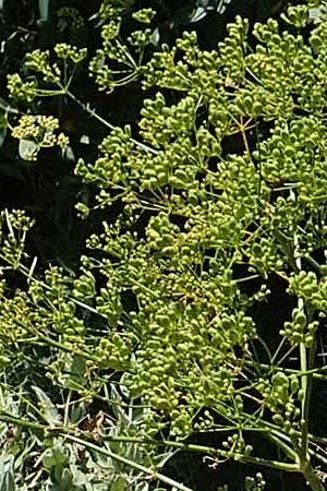 Apiaceae spec4 ? \ Doldenbltler / Umbellifer, F Pyrenäen/Pyrenees, Sougia 23.7.2018