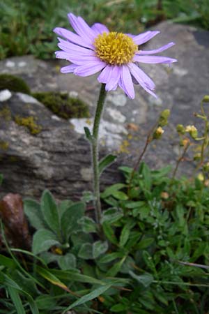 Aster alpinus \ Alpen-Aster / Alpine Aster, F Pyrenäen/Pyrenees, Col de Pailhères 27.6.2008