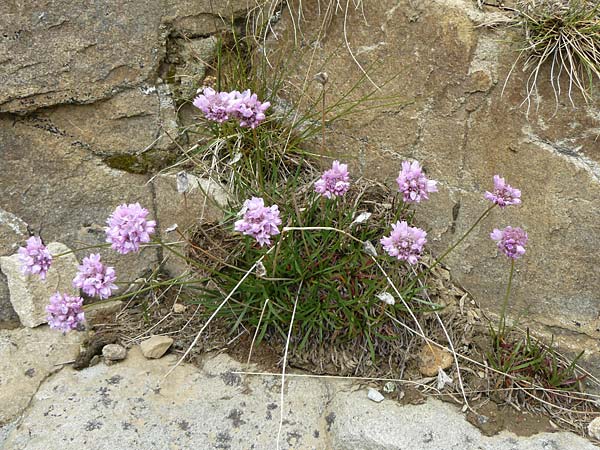 Armeria maritima subsp. alpina \ Alpen-Grasnelke, F Col de la Bonette 8.7.2016