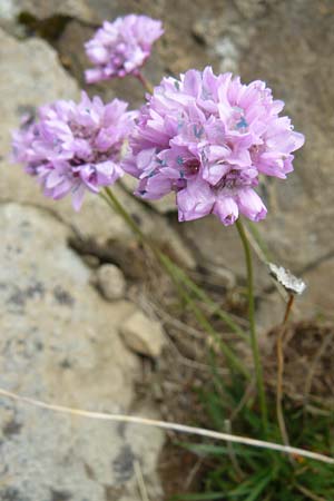 Armeria maritima subsp. alpina \ Alpen-Grasnelke, F Col de la Bonette 8.7.2016