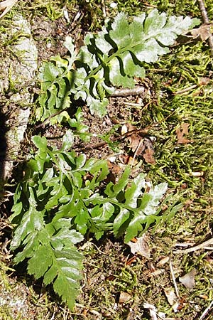 Asplenium adiantum-nigrum \ Schwarzer Streifenfarn / Black Spleenwort, F Burg/Castle Wasigenstein 8.9.2012