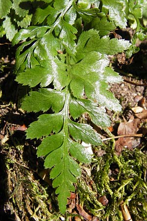 Asplenium adiantum-nigrum \ Schwarzer Streifenfarn / Black Spleenwort, F Burg/Castle Wasigenstein 8.9.2012