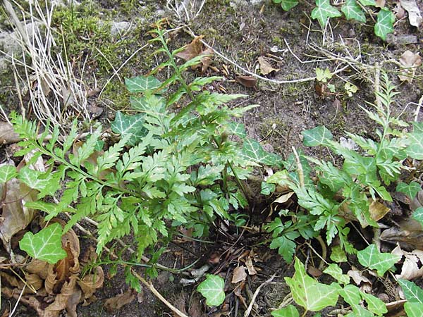 Asplenium adiantum-nigrum \ Schwarzer Streifenfarn / Black Spleenwort, F Burg/Castle Wasigenstein 8.9.2012