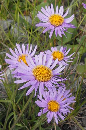 Aster alpinus \ Alpen-Aster / Alpine Aster, F Col de la Bonette 8.7.2016