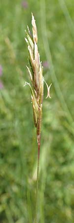Anthoxanthum alpinum \ Alpen-Ruch-Gras / Alpine Vernal Grass, F Collet de Allevard 9.7.2016