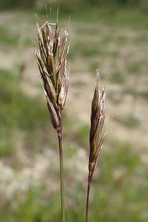 Anthoxanthum alpinum \ Alpen-Ruch-Gras / Alpine Vernal Grass, F Collet de Allevard 9.7.2016