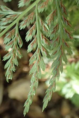 Asplenium adiantum-nigrum \ Schwarzer Streifenfarn / Black Spleenwort, F Pyrenäen/Pyrenees, Prioré Serabona 25.7.2018