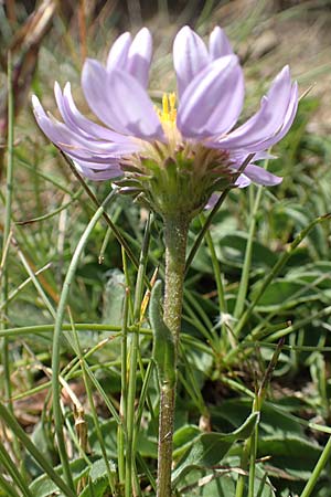 Aster alpinus \ Alpen-Aster / Alpine Aster, F Pyrenäen/Pyrenees, Mont Llaret 31.7.2018