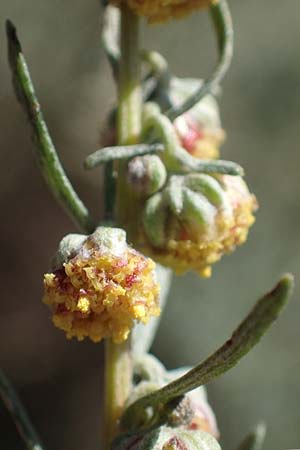 Artemisia alba \ Kampfer-Wermut, Cola-Strauch / Camphor Wormwood, F Elsass/Alsace, Westhalten 24.9.2021