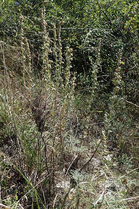 Artemisia alba \ Kampfer-Wermut, Cola-Strauch, F Elsass, Westhalten 24.9.2021