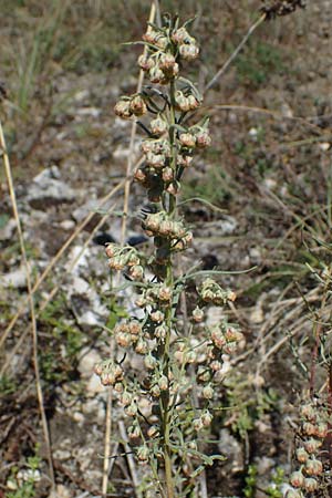 Artemisia alba \ Kampfer-Wermut, Cola-Strauch / Camphor Wormwood, F Elsass/Alsace, Westhalten 24.9.2021