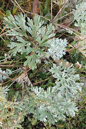 Artemisia absinthium / Wormwood, F Bonneval-sur-Arc 6.10.2021
