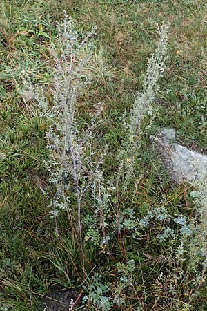 Artemisia absinthium \ Wermut / Wormwood, F Bonneval-sur-Arc 6.10.2021