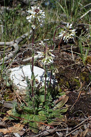 Arabis auriculata \ Gehrte Gnsekresse / Annual Rock-Cress, F Caussols 2.5.2023