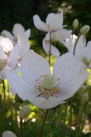 Anemone baldensis \ Monte-Baldo-Anemone, Tiroler Windrschen / Tyrolean Anemone, F Pyrenäen/Pyrenees, Eyne, Museum-Garden 26.6.2008