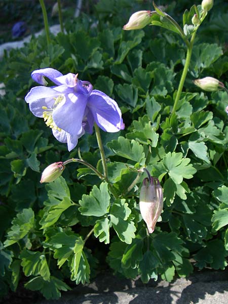 Aquilegia bernardi \ Bernards Akelei / Bernard's Columbine, F Col de Lautaret Botan. Gar. 28.6.2008