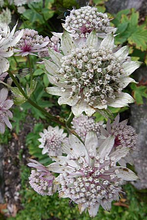 Astrantia bavarica \ Bayerische Sterndolde / Bavarian Masterwort, F Vogesen/Vosges, Botan. Gar.  Haut Chitelet 5.8.2008