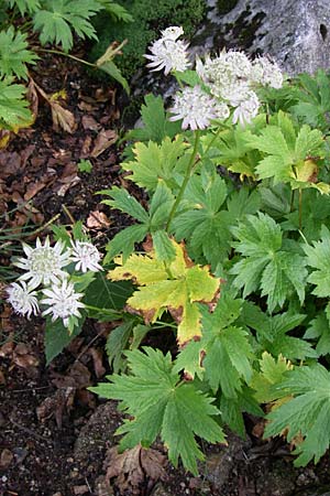 Astrantia bavarica \ Bayerische Sterndolde / Bavarian Masterwort, F Vogesen/Vosges, Botan. Gar.  Haut Chitelet 5.8.2008