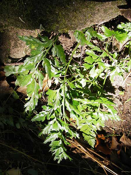 Asplenium billotii / Lanceolate Spleenwort, F Castle Wasigenstein 8.9.2012