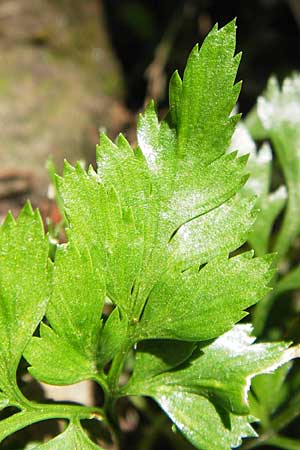 Asplenium billotii \ Eifrmiger Streifenfarn, Billots Streifenfarn, F Burg Wasigenstein 8.9.2012