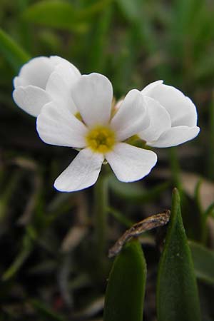 Androsace adfinis subsp. brigantiaca / Briancon Rock Jasmine, F Col de la Bonette 8.7.2016