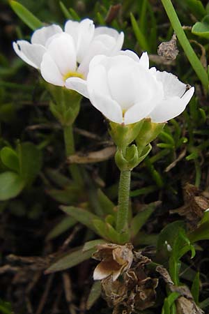 Androsace adfinis subsp. brigantiaca \ Briancon-Mannsschild / Briancon Rock Jasmine, F Col de la Bonette 8.7.2016