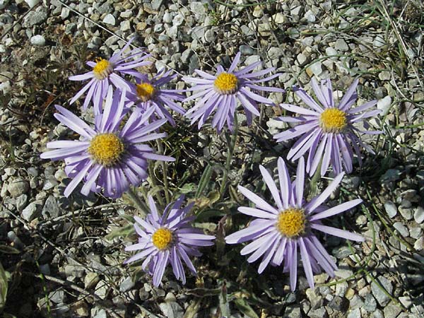 Aster alpinus subsp. cebennensis \ Cevennen-Aster, F Causse du Larzac 7.6.2006