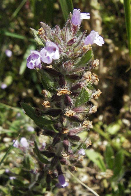 Clinopodium acinos \ Gemeiner Steinquendel / Basil Thyme, F Rochefort-en-Valdaine 10.6.2006