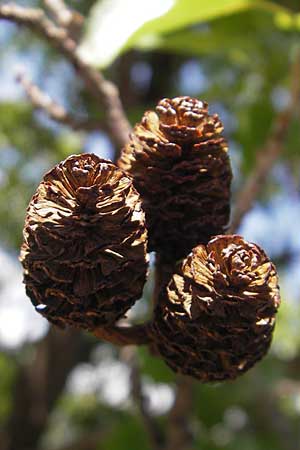 Alnus cordata \ Herzblttrige Erle, Italienische Erle, F Saint-Guilhem-le-Desert 1.6.2009