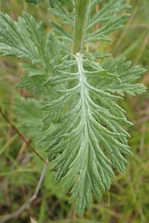 Artemisia chamaemelifolia \ Kamillen-Beifu, F Savines-le-Lac 8.7.2016