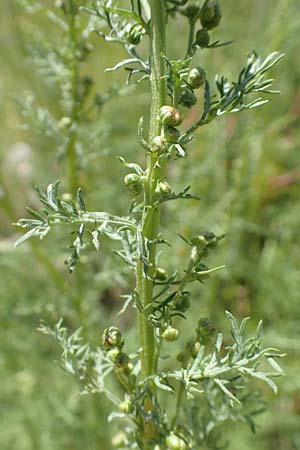 Artemisia chamaemelifolia \ Kamillen-Beifu / Chamomile-Leaved Artemisia, F Col de la Cayolle 9.7.2016