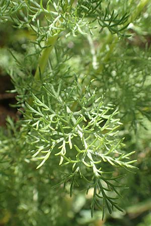 Artemisia chamaemelifolia \ Kamillen-Beifu / Chamomile-Leaved Artemisia, F Col de la Cayolle 9.7.2016