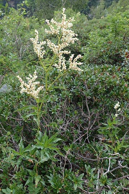 Koenigia alpina \ Alpen-Knterich / Alpine Knotweed, F Pyrenäen/Pyrenees, Canigou 24.7.2018