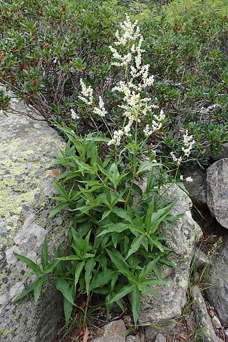 Koenigia alpina \ Alpen-Knterich, F Pyrenäen, Canigou 24.7.2018