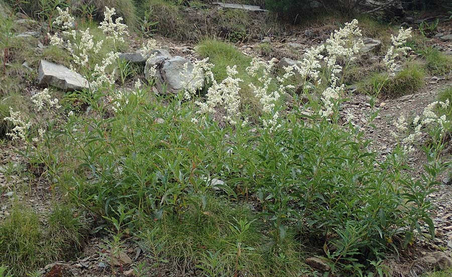 Koenigia alpina \ Alpen-Knterich / Alpine Knotweed, F Pyrenäen/Pyrenees, Puigmal 29.7.2018