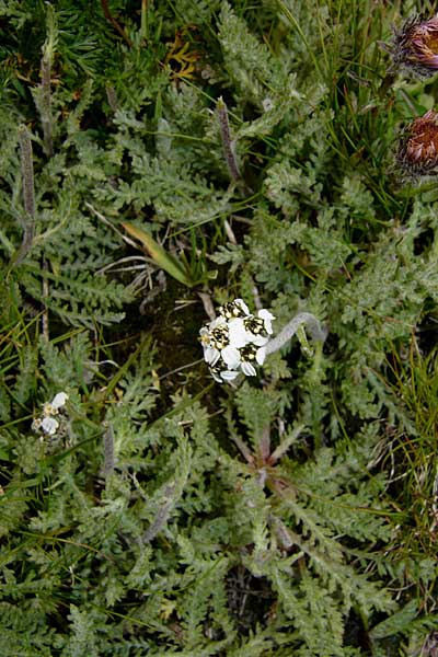 Achillea nana \ Zwerg-Schafgarbe / Dwarf Alpine Yarrow, F Col du Galibier 16.8.2014 (Photo: Thomas Meyer)