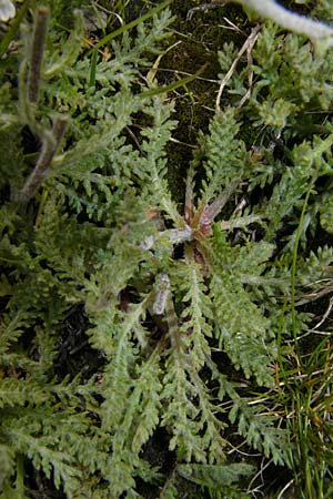 Achillea nana \ Zwerg-Schafgarbe / Dwarf Alpine Yarrow, F Col du Galibier 16.8.2014 (Photo: Thomas Meyer)