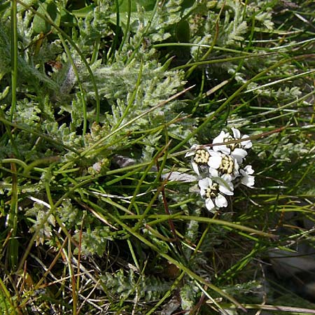 Achillea nana \ Zwerg-Schafgarbe / Dwarf Alpine Yarrow, F Col du Galibier 16.8.2014 (Photo: Thomas Meyer)