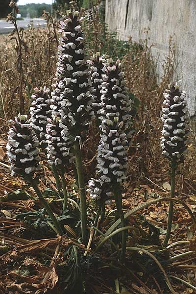 Acanthus mollis \ Weicher Akanthus, Wahre Brenklaue / Bear's Breech, F Dept. Gard, Remoulins 2.6.1982