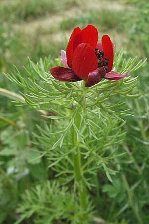 Adonis annua \ Herbst-Adonisrschen / Annual Pheasant's Eye, Blooddrops, F Corbières, Talairan 13.5.2007