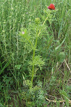 Adonis annua \ Herbst-Adonisrschen, F Corbières, Talairan 13.5.2007